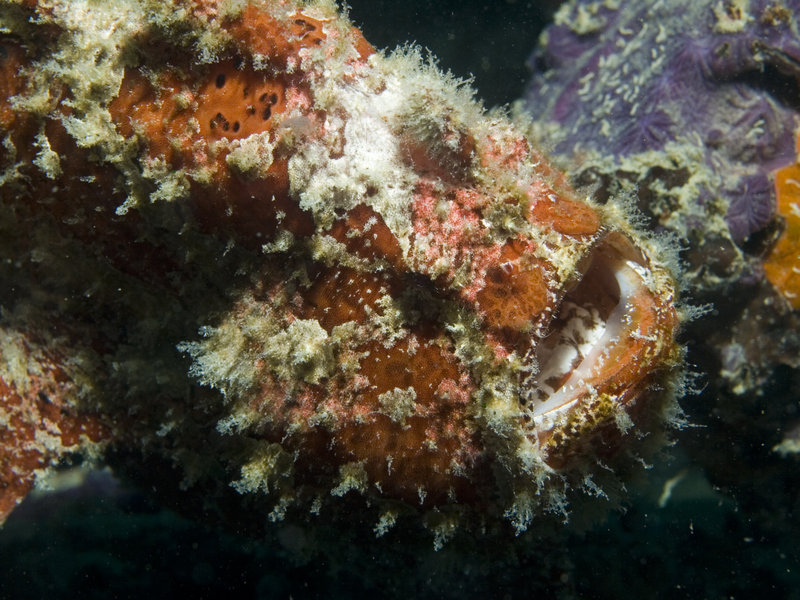 Mabul, Artificial Reef, Frogfish